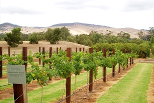 Barossa Valley